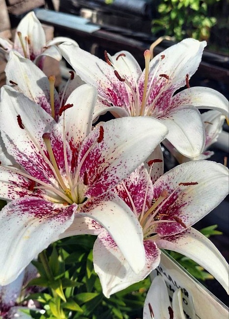 Лилия Танго Капуччино 